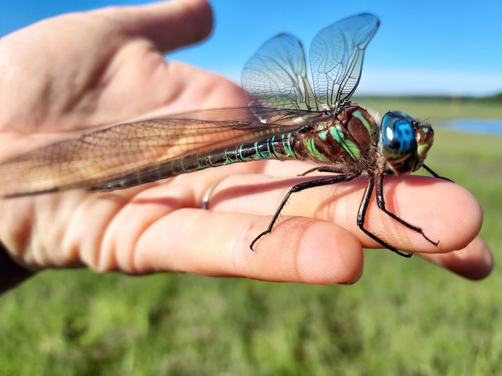 USFWS's tweet photo. Don't worry folks, the swamp darner dragonfly handling this human is a professional. https://t.co/7M8GXrUEBQ