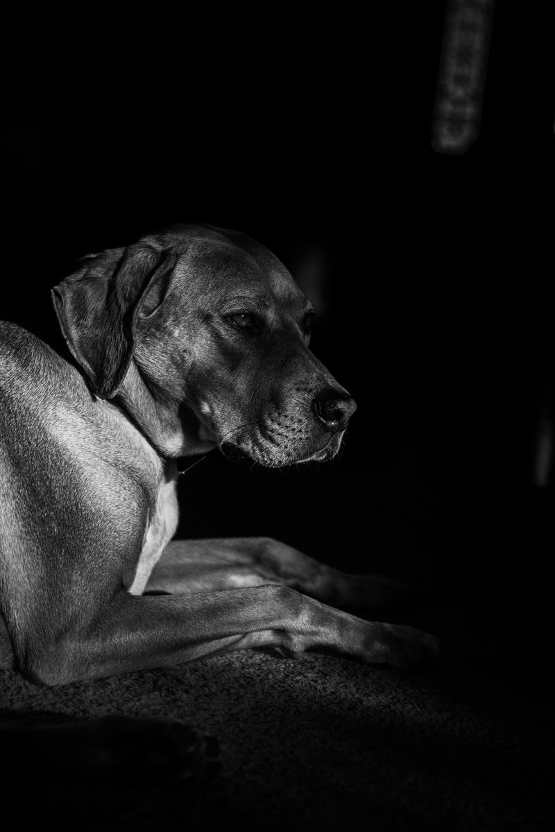 WayneKPhoto's tweet photo. A Good Boy
•
•
•
#blackandwhite #bnw #blackandwhitephotography #pets #dog #goodboy #petportrait #canon #canonphotography #canonr5 #canonmirrorless #woodwardcamera https://t.co/NX42Goo0AC