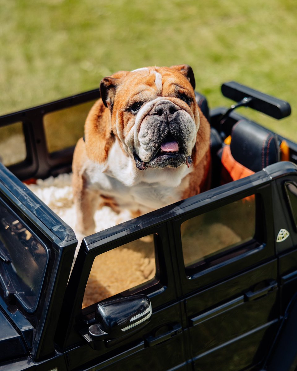 MercedesAMGF1's tweet photo. Dey's see's him's rollin's 🐶🚗

Roscoe's annual Silverstone appearance with some extra Mercedes style. https://t.co/ej2xPoSnZE