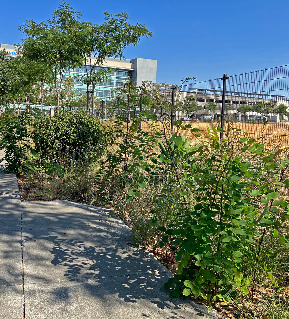 andrewalden's tweet photo. Landscape planners at Kaiser Hospital didn't consider the seed pods shed by these locust trees. Now hundreds of seedlings are up. Crews are just chopping them down like weeds, not uprooting them like trees. An epic #treefail https://t.co/G5J09x6x2p