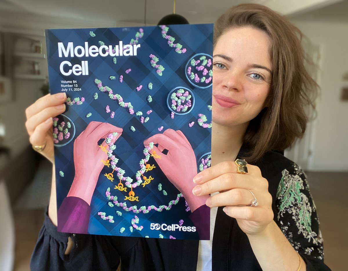 📿🧬New cover from the studio in <a href="/MolecularCell/">Molecular Cell</a> ! 
"Polymerization of ZBTB transcription factors regulates chromatin occupancy"👐

📰 About the cover: Park et al. identify a subset of transcription factors that polymerize through their BTB domains. Self-assembly of these ZBTB TFs