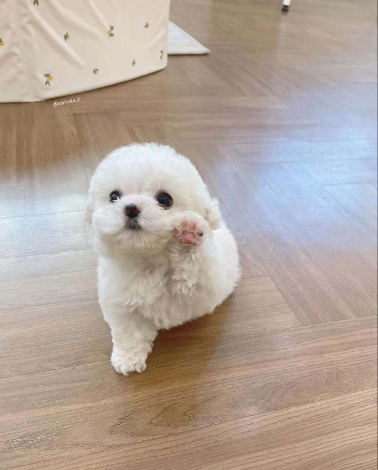 twaniimals's tweet photo. 🐾 https://t.co/GgIvDpCRvh