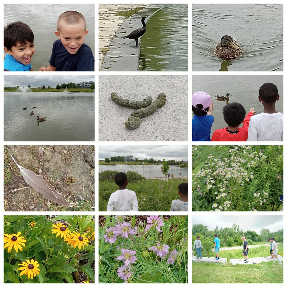 SelbieFuller's tweet photo. Experiential Learning at it's finest at
@ParCKDownsview with 
@TCDSBSummerLrn friends! Morning spent investigating the pond supporting our inquiry work &amp; afternoon engaging in "Art in the Park". 
@KerrEteach
@KristyannSo
@MsCRoti 
@rosemortillaro
@BrendaSevillano https://t.co/uJF1rtz05q