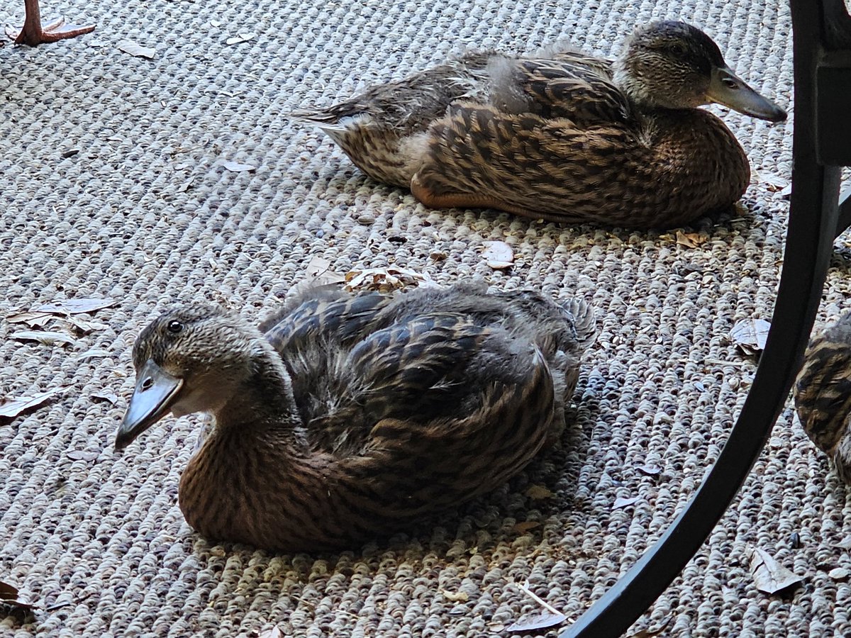 supremecool185's tweet photo. theyre big enough to climb up steps now so they just hang out under our furniture https://t.co/wFLpxnDSnr