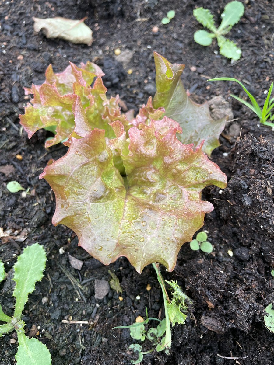 Brambles Primary Academy tweet media