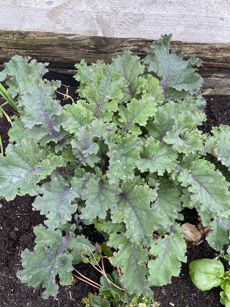 Brambles Primary Academy tweet media