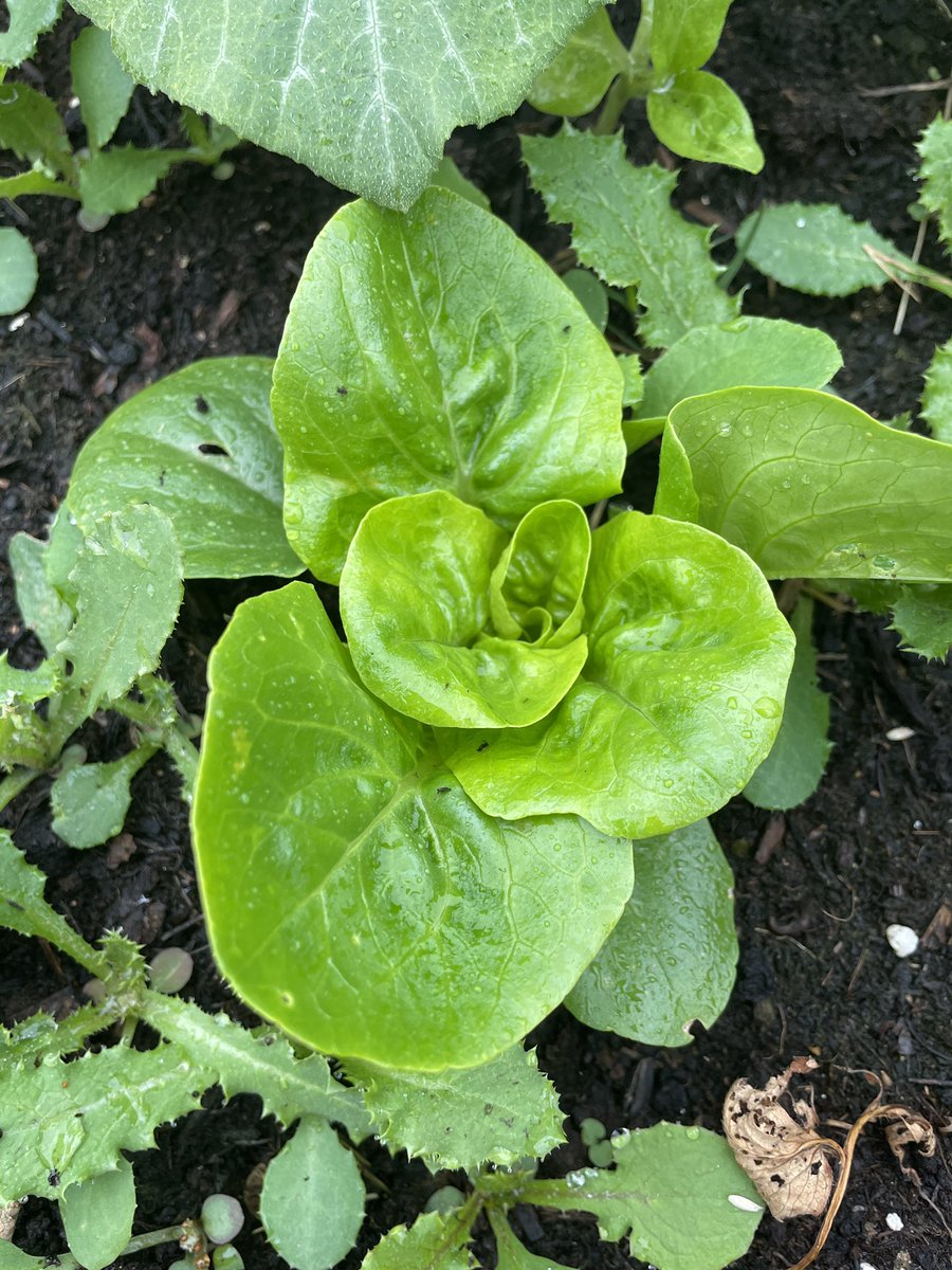 Brambles Primary Academy tweet media