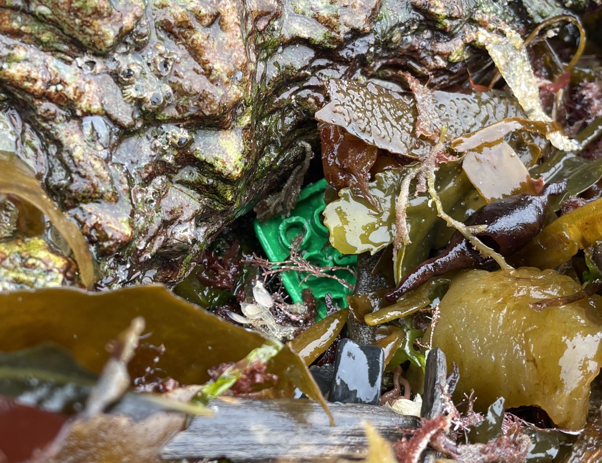 LegoLostAtSea's tweet photo. Another Lego brick from the Great Lego Spill of 1997, finally washed ashore after a 27 year voyage along the sea floor. One of 520, 541 green slope bricks that fell into the ocean from the Tokio Express. Still washing up, nearly three decades on.  Found a few days ago on the north coast of Cornwall.