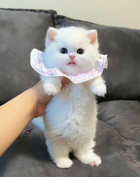cutestscats's tweet photo. https://t.co/GWY3HqgirM