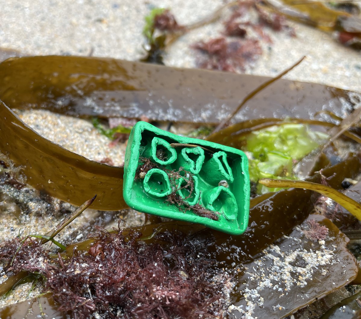 Another Lego brick from the Great Lego Spill of 1997, finally washed ashore after a 27 year voyage along the sea floor. One of 520, 541 green slope bricks that fell into the ocean from the Tokio Express. Still washing up, nearly three decades on.  Found a few days ago on the
