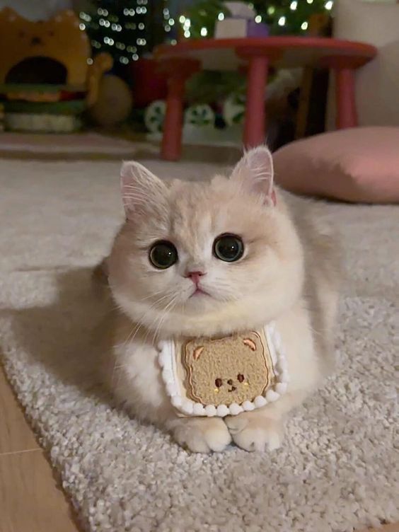 cutest cats tweet media