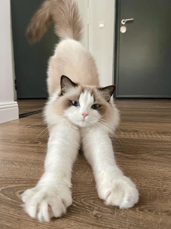 cutestscats's tweet photo. https://t.co/O3XZVQZGJZ