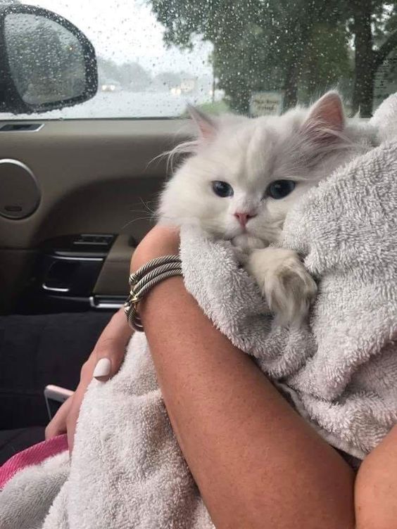 cutest cats tweet media
