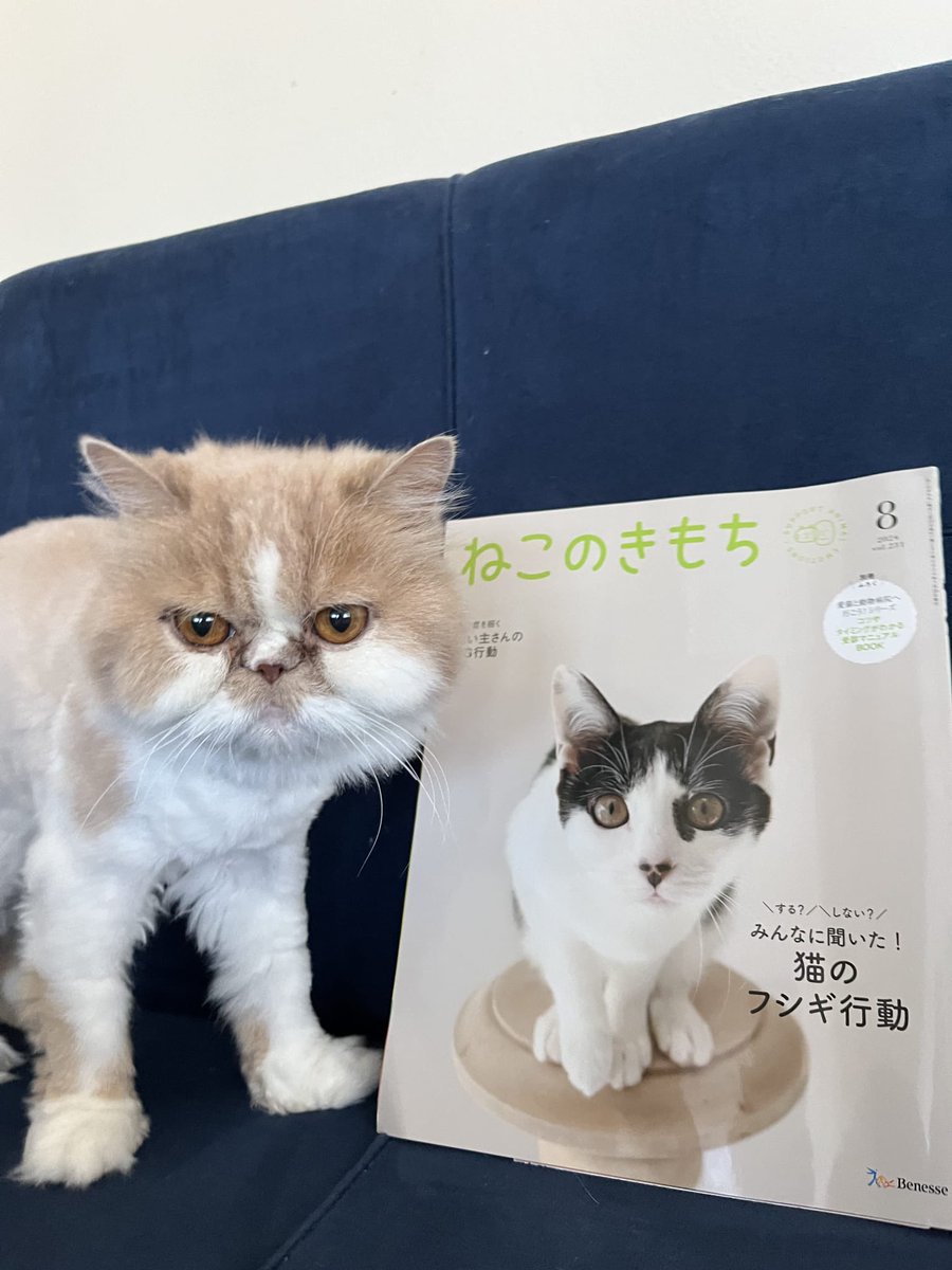 トルコ猫暮らし (@TurkeyCatLife) / Posts / X