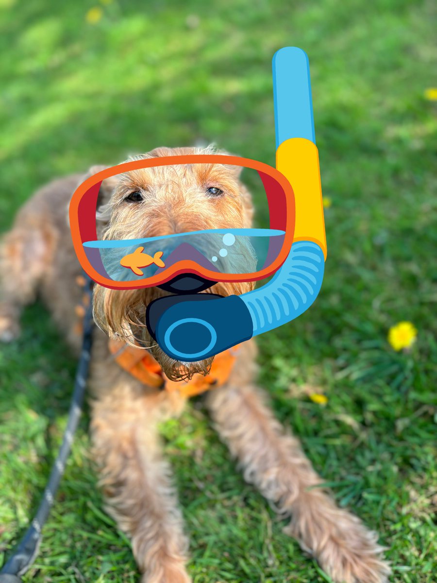 #masksformollie <a href="/ApsoMollie1/">🌈The Real Miss Mollie Apso🌈</a> luff you always 💕