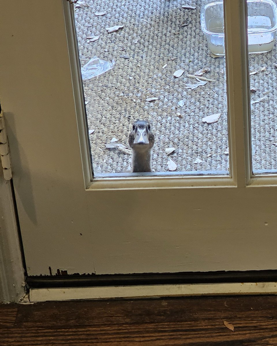 supremecool185's tweet photo. home invader https://t.co/fsbeN2f3ME