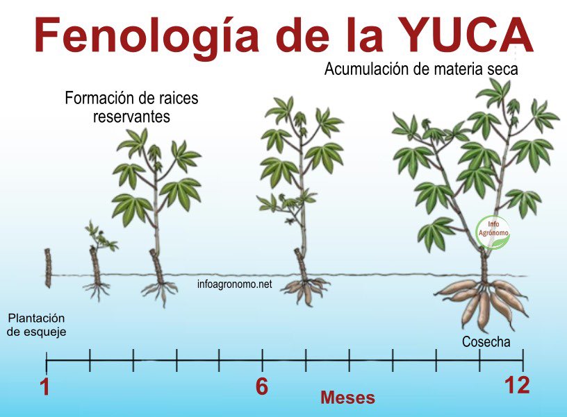 InfoAgronomo's tweet photo. Fases fenologicas de la #Yuca https://t.co/jIXKOFx1yC