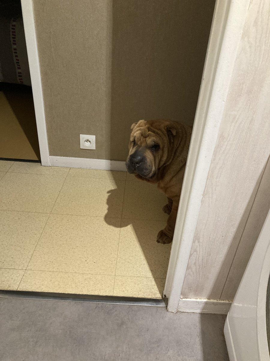 TheOGJeSsiiK's tweet image. My little shadow 💋 #butreally #shefollowsmeeverywhere #evenfollowsmeintothebathroom