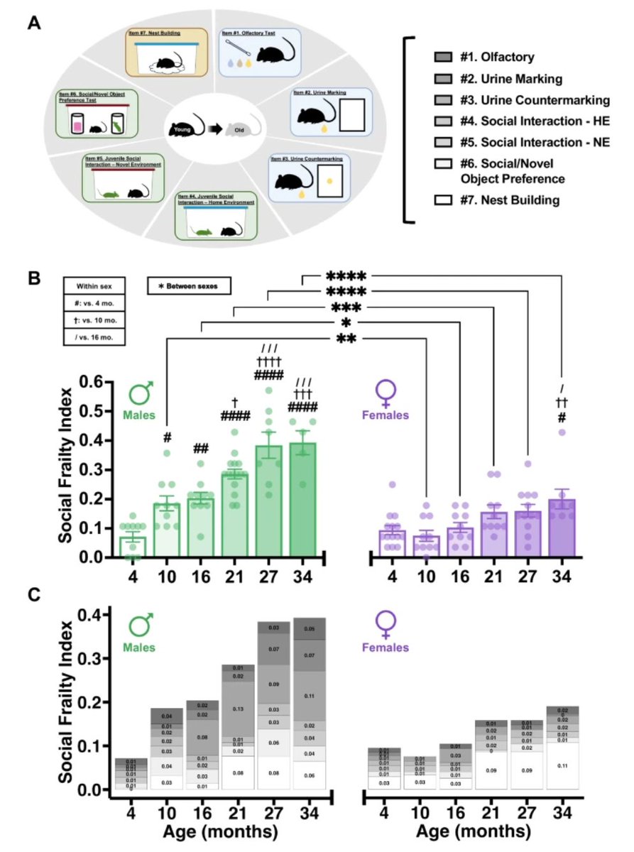 📢New Open🔓Access Article Alert
The mouse Social Frailty Index (mSFI): a novel behavioral assessment for impaired social functioning in aging mice by Charles W. Collinge &amp; Alessandro Bartolomucci et al.
rdcu.be/dNpLk
#frailty #SocialFrailtyIndex #biologicalage