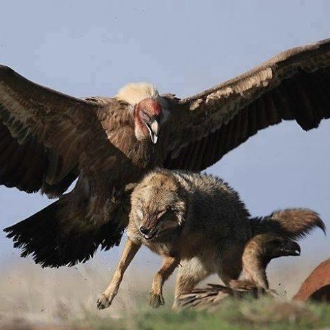 shootith's tweet image. COYOTES &amp;amp; VULTURES