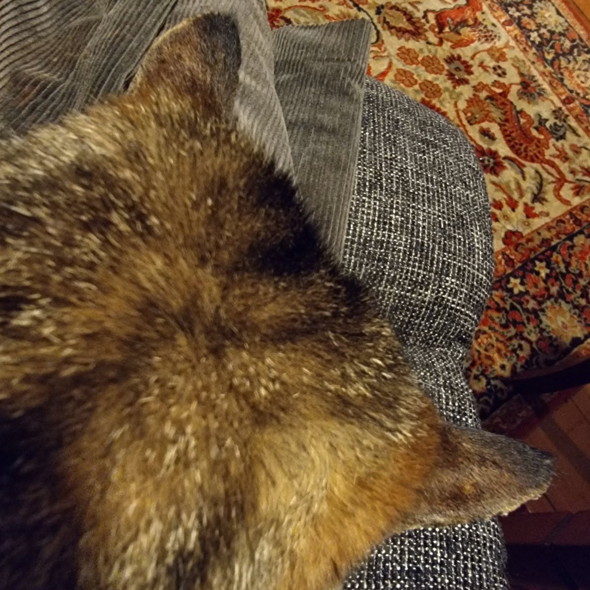Pensivion's tweet photo. 1° outside, brekky and purring cat on lap https://t.co/I6byO7Wcnu