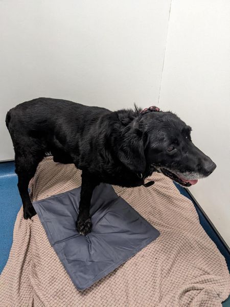 The_Animal_Team's tweet photo. #FOUND in #NorthNewbald on the #WoldsWay #EastYorkshire/ Male #Labrador found today, 11/7/24. No chip or collar & large lump on neck. If you recognise him, please call Wicstun Veterinary Group on 01430873219 who are on site 24/7. https://t.co/8T9Q3AsmNd #FoundDog #DogsOfTwitter #StrayDog