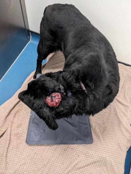 The_Animal_Team's tweet photo. #FOUND in #NorthNewbald on the #WoldsWay #EastYorkshire/ Male #Labrador found today, 11/7/24. No chip or collar & large lump on neck. If you recognise him, please call Wicstun Veterinary Group on 01430873219 who are on site 24/7. https://t.co/8T9Q3AsmNd #FoundDog #DogsOfTwitter #StrayDog