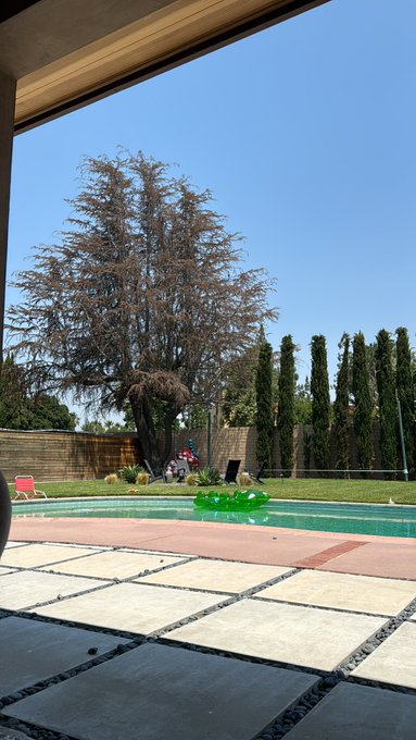 All right guys maybe you can help me. This giant tree in my backyard recently was killed by the contractors