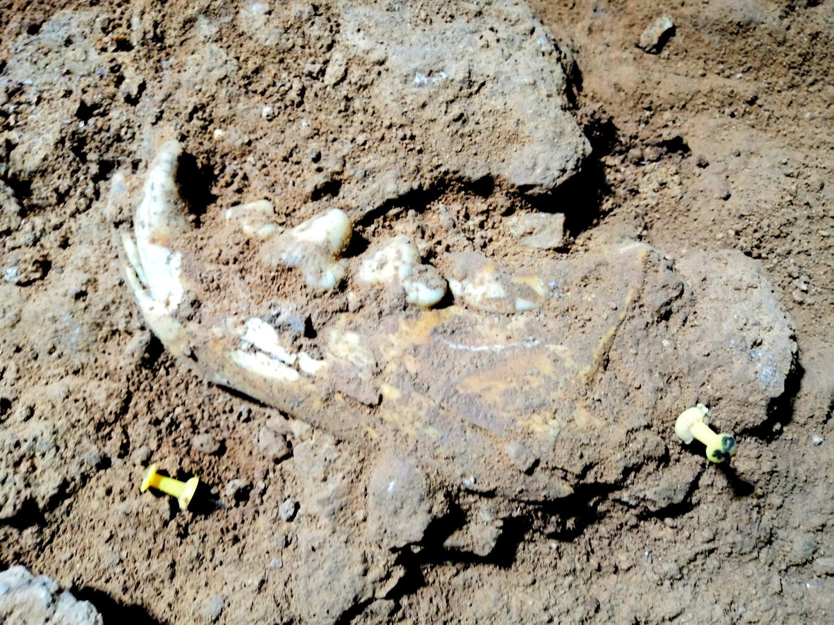 Scavengers ERC tweet media