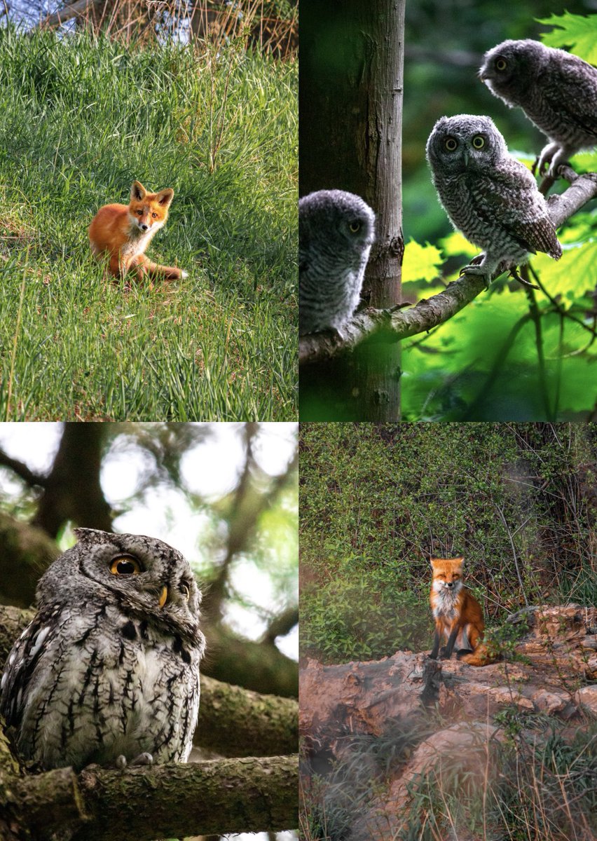 Unforgettable moments behind the lens. 🦊🦉