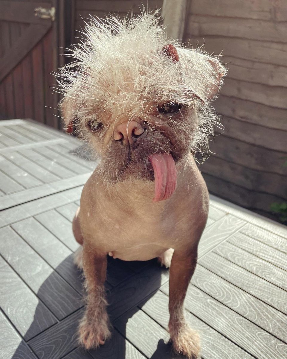 WeRateDogs tweet media
