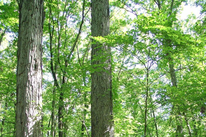 White Oak Initiative (@woinitiative) on Twitter photo Good news: The Southern #Indiana Sentinel Landscape partnership, coordinated by the <a href="/conservlawcentr/">CLC</a>, received a grant from <a href="/USDA_NRCS/">Natural Resources Conservation Service</a> to restore 5,000 to 10,000 acres of oak-hickory forest ecosystems. 🌳 Landowner sign-ups begin soon: conservationlawcenter.org/blog/southern-… #SupportWhiteOak Good news: The Southern #Indiana Sentinel Landscape partnership, coordinated by the <a href="/conservlawcentr/">CLC</a>, received a grant from <a href="/USDA_NRCS/">Natural Resources Conservation Service</a> to restore 5,000 to 10,000 acres of oak-hickory forest ecosystems. 🌳 Landowner sign-ups begin soon: conservationlawcenter.org/blog/southern-… #SupportWhiteOak