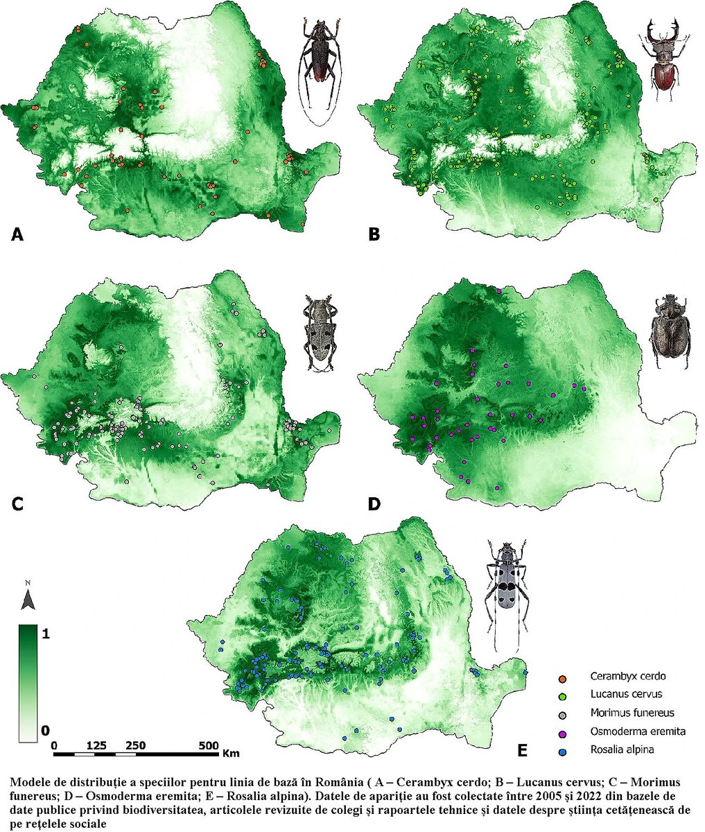 The article - Priority conservation areas for protected saproxylic beetles in Romania under current and future climate scenarios was published.
Link👉doi.org/10.1007/s10531…

#SaproxylicInsects #biodiversity #conservation 
#LifeROsalia #LIFENature