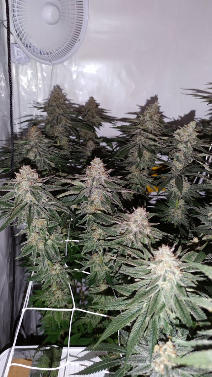 Die Damen waren beim Friseur um sich für den großen Erntetag am Samstag schick zu machen ☺️ Es wurde nochmal ein wenig gegossen.Letzter Lichtzyklus läuft.Ab morgen 8 Uhr bleibts dunkel bis Samstag Abend. Getrimmt wird trocken, deswegen hab ich am Samstag nicht ganz soviel zu tun.