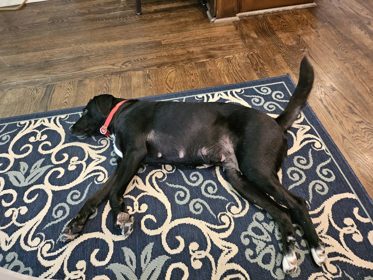 FearTheSkirt ⛳🏌🏻‍♀️🏆👠 🍷🇺🇸💎✝️ tweet media