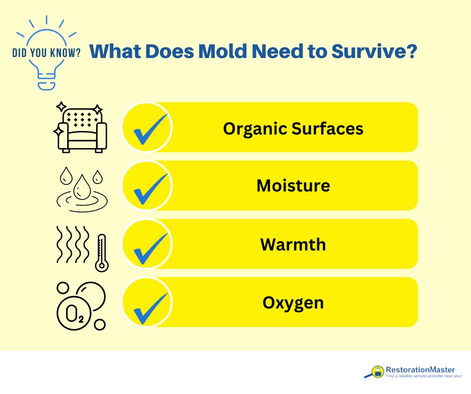 RestorationMstr's tweet photo. Did You Know?
Mold needs moisture, warmth, and a food source to thrive. Keep your home dry and well-ventilated to prevent mold from settling in! ๐ ๐ง #moldawareness #homecaretips #restorationmaster https://t.co/72wvvKN7nQ