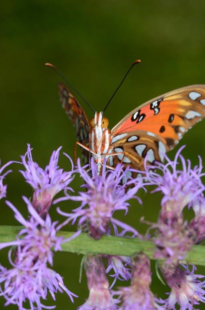 This #NewPublication explores the complex ways that pollinators respond to fire. Fire improves conditions for pollinators, but their abundance and richness declined at the center of burn areas, emphasizing the importance of pyrodiversity on landscapes. research.fs.usda.gov/treesearch/678…