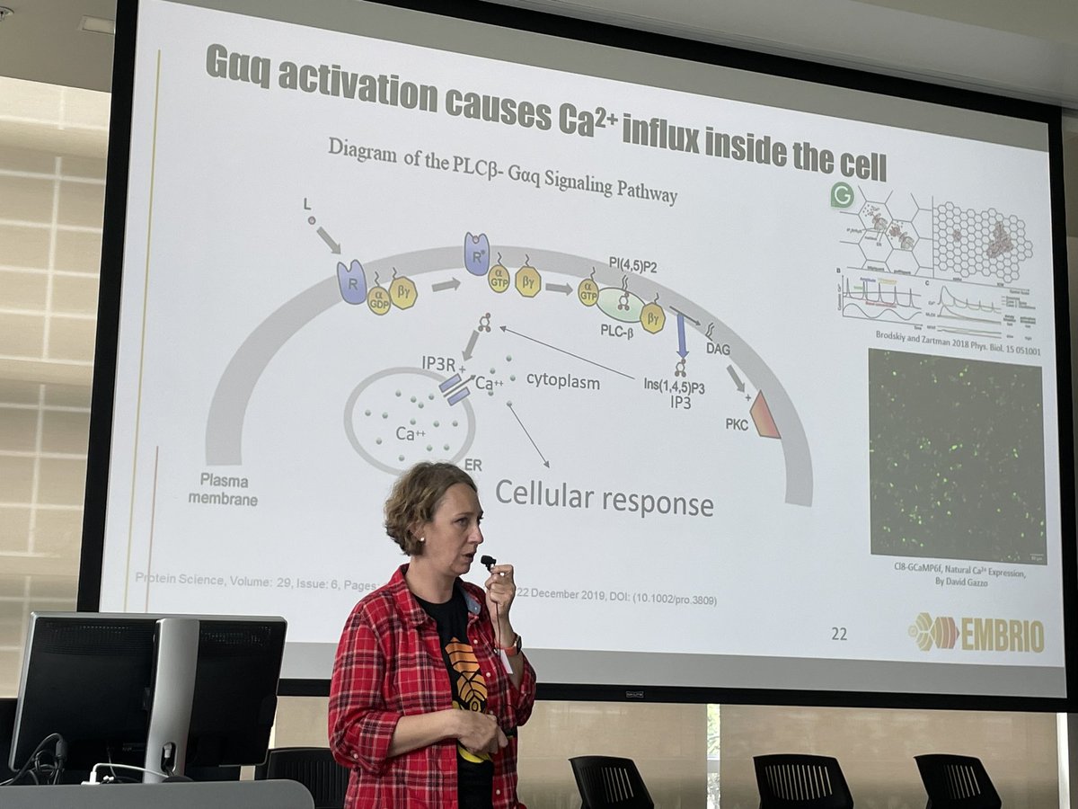 Exciting progress in the Drosophila system of our Thrust 2: Cellular to multicellular communication and coordination.