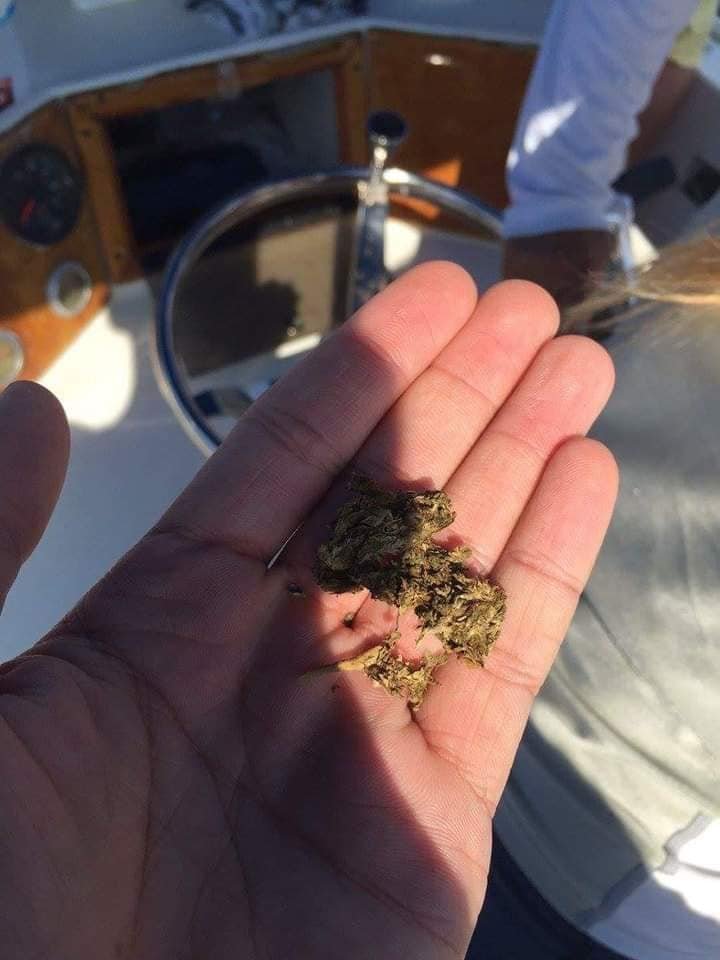 SPACECANNABIS's tweet photo. Quando você não pegou nenhum peixe, mas pegou um tijolo de 4kg de maconha https://t.co/vGkGCtKkIH