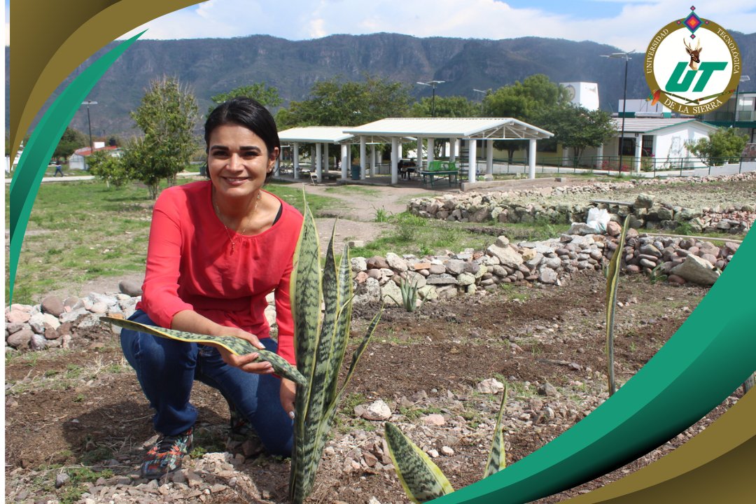 La UT de la Sierra inicia construcción de su 1er jardín botánico. Proyecto impulsado por la rectora Erika Núñez busca fortalecer la medicina alternativa y el conocimiento de plantas medicinales entre estudiantes de enfermería de diversas etnias. #medicinaalternativa #UTSierra