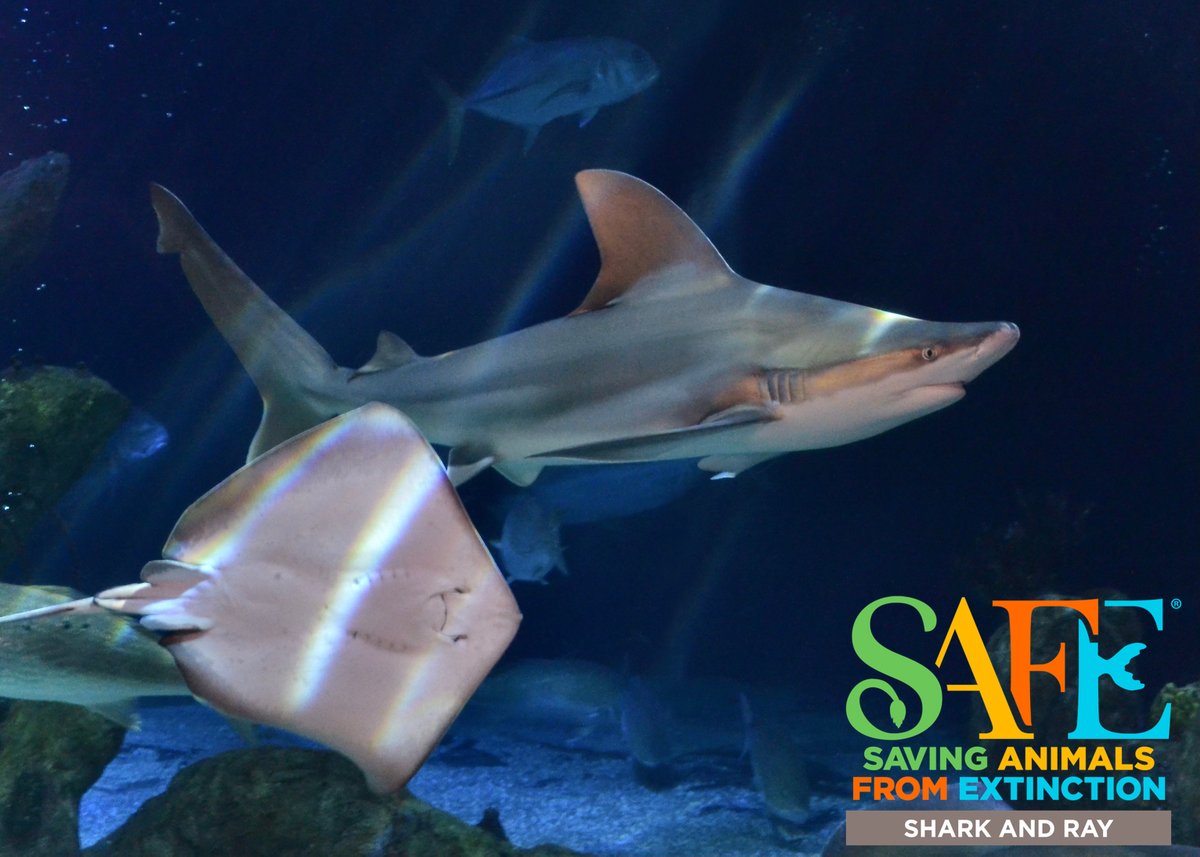 abqbiopark's tweet photo. Tomorrow is Friday, or Fri-RAY! It's time for Shark & Ray Day at the Aquarium. 7/12 from 10-2 dive into discovery tables, crafts, & games about the adaptations of sharks & rays and their importance! More: https://t.co/WCWj3x9JDw
#TogetherForSharks, #SAFEsharks,#SharkSuperHeroes https://t.co/oKfooaz9Tn