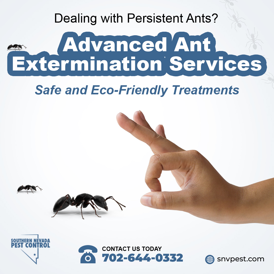 SNVPest's tweet image. Dealing with ants in your home? #SouthernNevadaPestControl offers reliable #AntsControl Services with eco-friendly treatments to ensure they don&apos;t return. Call 702-644-0332 or visit snvpest.com! #ExpertPestControl #EffectivePestSolutions #NoMoreAnts