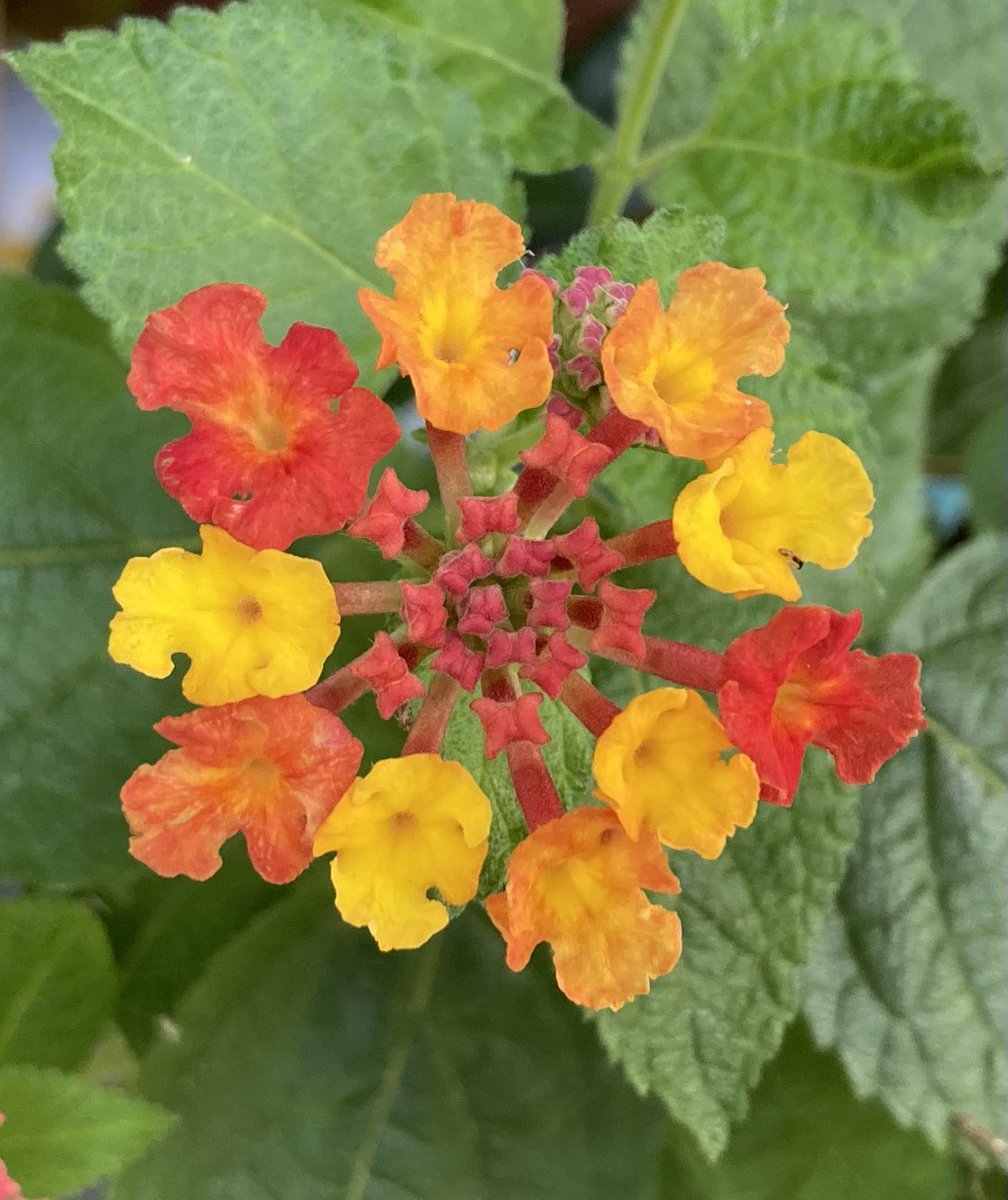 16Lids's tweet photo. Carlos "Lantana" strummin' on heartstrings...Ocular reverberations flowin' ac"chord"ingly-A subtle shift &amp; its aroma drifts-Nostrils flare as the notes are hit...
My #photo &amp; my #poem 
#flower @SantanaCarlos #music https://t.co/jUjqQyiDQM