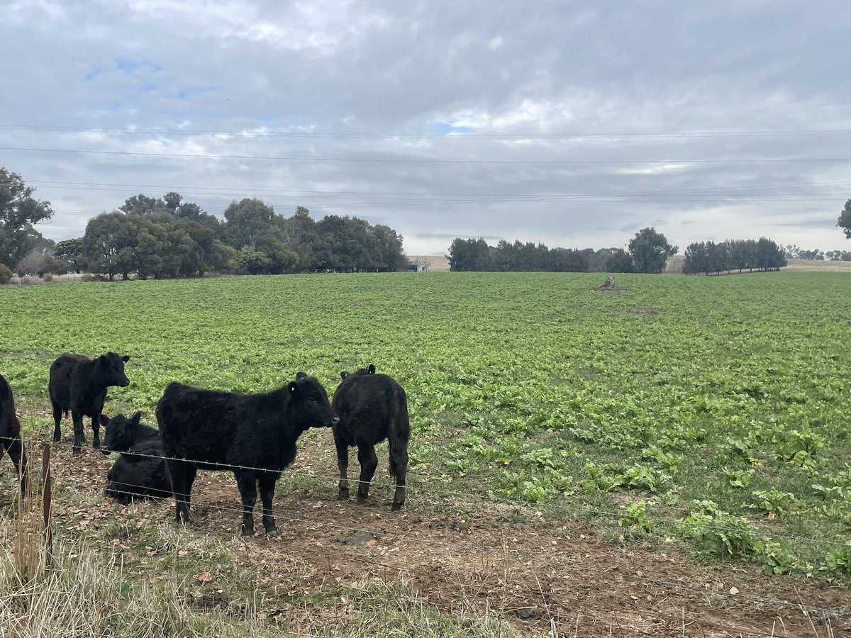 Gus MacLennan tweet media