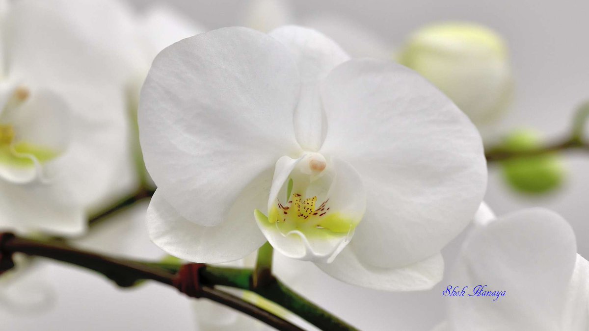 Shoh_Hanaya's tweet photo. Phal. White Stone Yugo
 'Pure Friends'

2/2
Phalaenopsis(Phal.)
#世界らん展2024 #世界らん展 
#Orchids #flowers #orchidshare https://t.co/sC3zvEyqSX