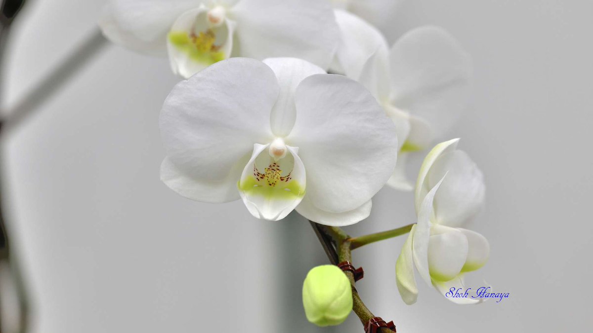 Shoh_Hanaya's tweet photo. Phal. White Stone Yugo
 'Pure Friends'

2/2
Phalaenopsis(Phal.)
#世界らん展2024 #世界らん展 
#Orchids #flowers #orchidshare https://t.co/sC3zvEyqSX