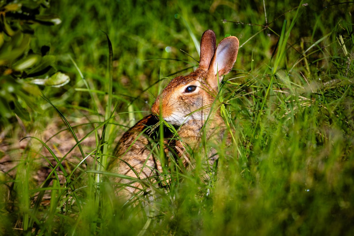 AbitaFox's tweet photo. Bunny thinking it’s too bright out during his early morning snack.
.
.
.
.
.
.
.
#rabbit #bunny #wildlife #wildlifephotography #natıre #naturephotography #outdoors #photography https://t.co/WPcb3ZfUTu