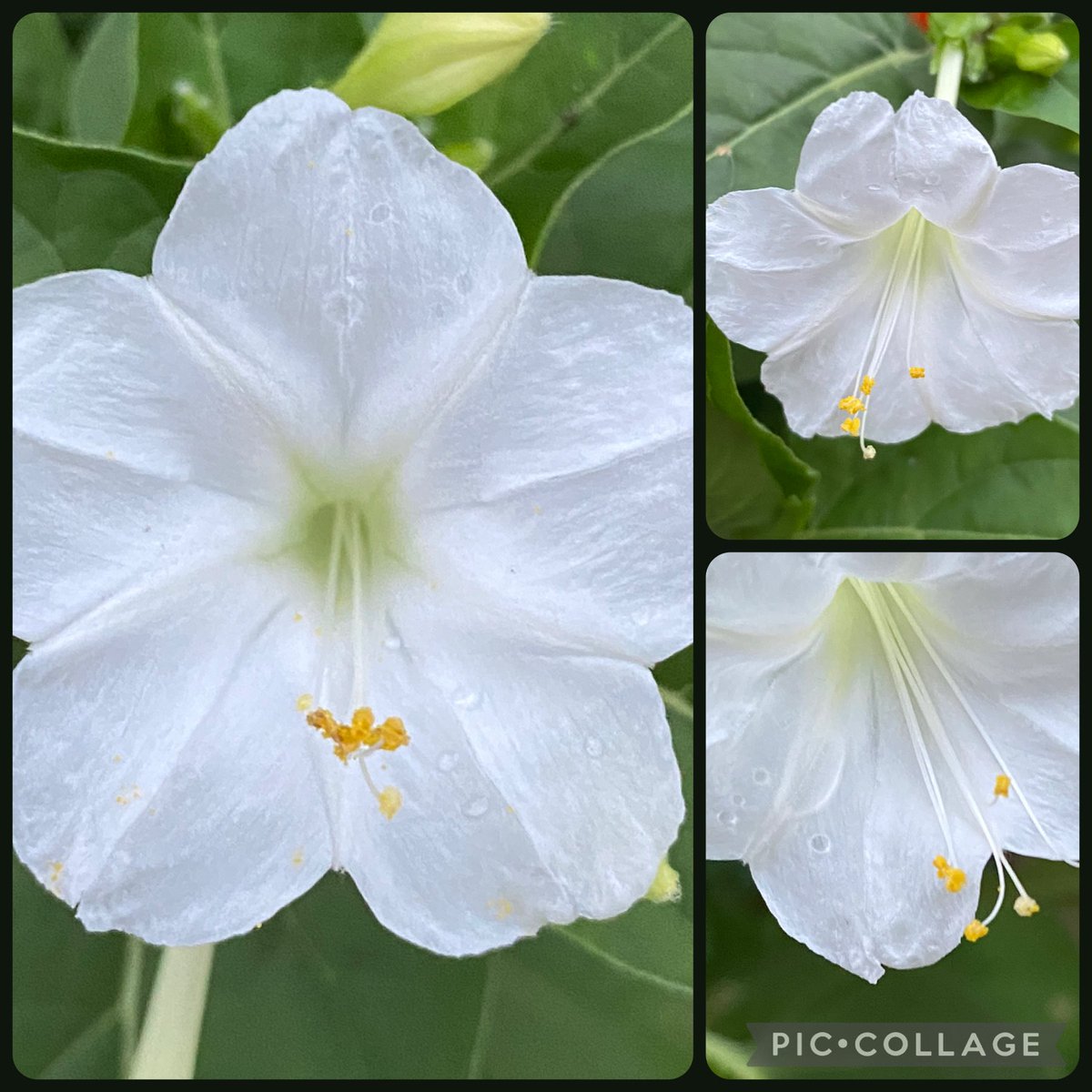joanjet761's tweet photo. Out working in yard late enough to see the four o’clocks open up at 8:30PM.  #mirabilisjalapa #fouroclocks #garden https://t.co/e9jZ3qjAos