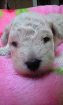 cotton_spoon's tweet photo. 子犬時代ももう何してても可愛いんだけど年取ってオムツ履いて赤ちゃんみが増した時が1番可愛い♡♡ https://t.co/szyTZ7uB5M