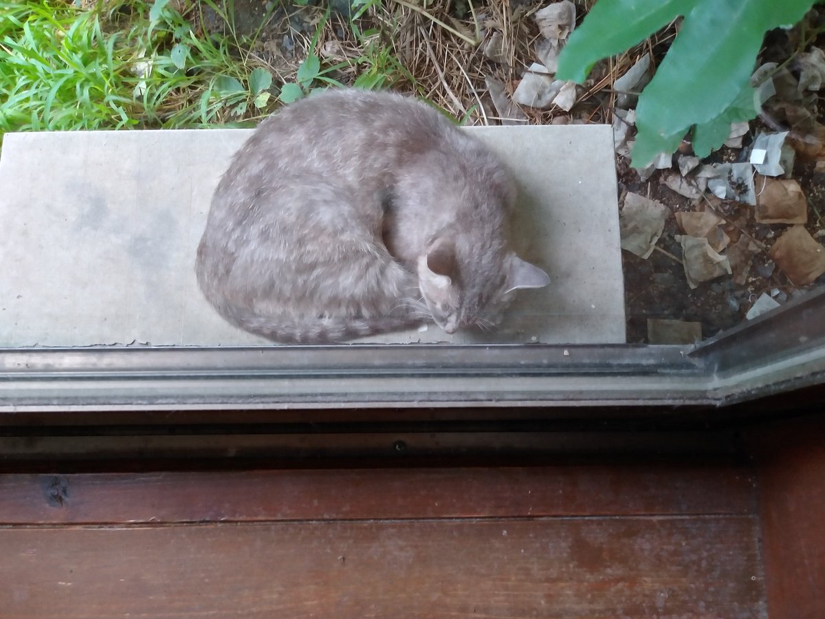 KC10133873's tweet photo. きょうの野良猫 https://t.co/co8EJTCF6t